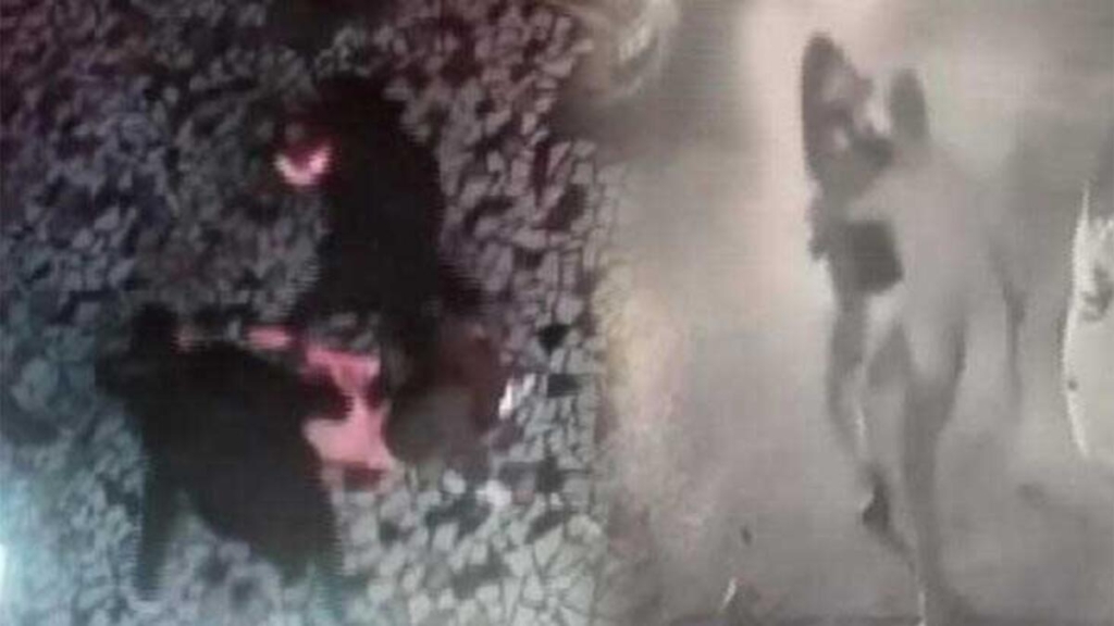 Mahalleli Kadına Şiddete Kayıtsız Kalmadı